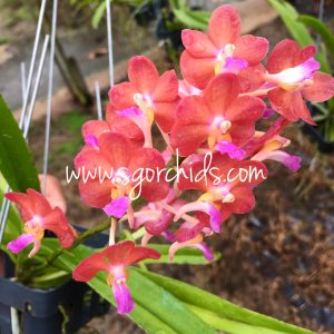 SG Orchids