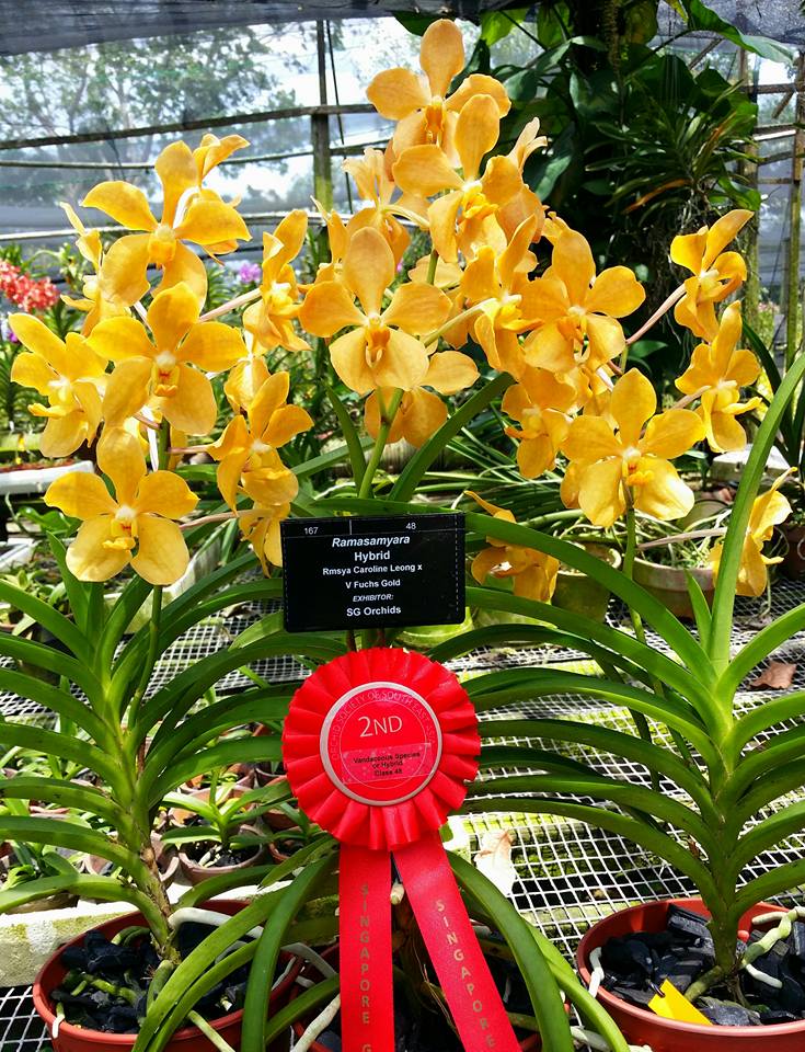 Orchids Naming - SG ORCHIDS