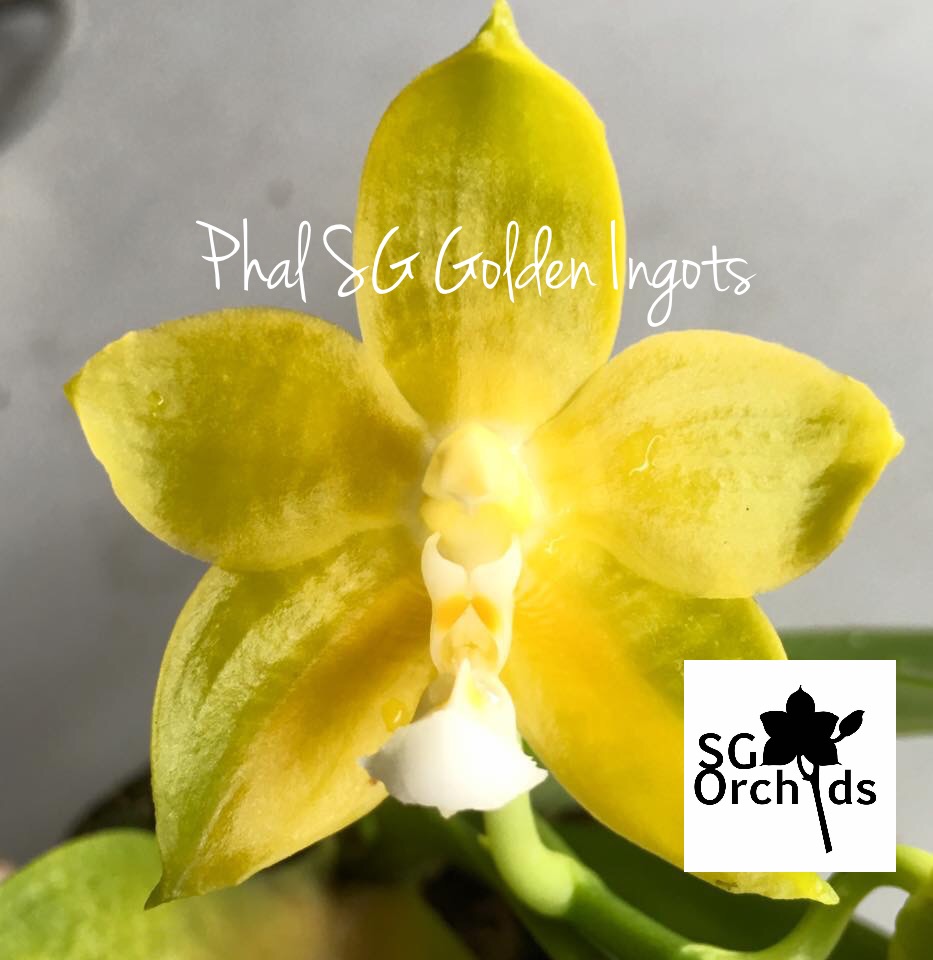 SG Orchids